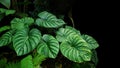 Heart shaped bicolors leaves of Philodendron plowmanii the rare exotic rainforest plant with forest ferns and various types of