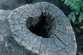 Heart-shaped bird nest in hollow trunk close up