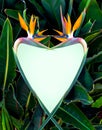 Heart shaped bird of paradise flowers Royalty Free Stock Photo