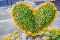 Heart-shaped bonsai with yellow flowers decorated in the garden. Royalty Free Stock Photo
