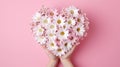 Heart shaped bouquet of white daisies on a pink background, isolated. Woman's hands holding a bouquet of roses. love Royalty Free Stock Photo