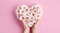 Heart shaped bouquet of white daisies on a pink background, isolated. Woman's hands holding a bouquet of roses. love Royalty Free Stock Photo