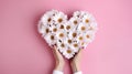 Heart shaped bouquet of white daisies on a pink background, isolated. Woman's hands holding a bouquet of roses. love Royalty Free Stock Photo