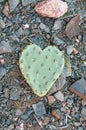 Heart Shaped Cactus Pad Royalty Free Stock Photo