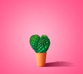 Heart shaped cactus in a pot with pink background