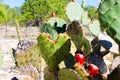 Heart Shaped Cactus With Prickly Pears Royalty Free Stock Photo