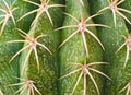 heart shaped cactus tropical plants small cactus Thorn cactus, cactus