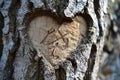 A heart-shaped carving on the bark of a tree, showing a human gesture of love and connection with nature, Carved initials within a