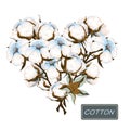 Heart shaped of cotton branch on a white background. White fiber bolls and leaf on the stem. Fluffy flower