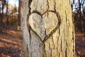 Heart shaped cut in tree trunk bark in sunshine on blurred background Royalty Free Stock Photo