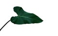 Heart shaped dark green leaf of climbing Philodendron erubescens `Red Emerald` the tropical foliage plant, indoor houseplant
