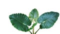 Heart shaped dark green leaves of Elephant Ear or Giant Taro Alocasia macrorrhizos, tropical rainforest plant isolated on white Royalty Free Stock Photo