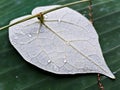 Heart shaped detailed leaf