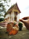 Heart shaped of dried and crispy Bodhi leaf with blurred background of Buddhist temple or monastery in Thailand