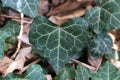 Heart shaped English ivy leaf Royalty Free Stock Photo