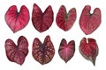 Heart shaped fancy leafed Caladium red collection, the tropical Royalty Free Stock Photo