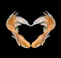 Heart-shaped fish Royalty Free Stock Photo