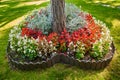 Heart-shaped flower garden in a public Park. Many flowers planted in the shape of a heart. Symbol of love in the Park Royalty Free Stock Photo