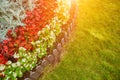 Heart-shaped flower garden in a public Park. Many flowers planted in the shape of a heart. Symbol of love in the Park Royalty Free Stock Photo