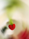 Heart-shaped flower Royalty Free Stock Photo