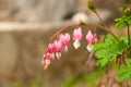 Heart shaped flowers (Lamprocapnos) Royalty Free Stock Photo