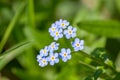 Heart shaped forget-me-not blue flower detail Royalty Free Stock Photo