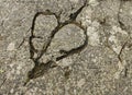 Heart shaped formation on the rock