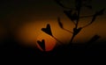 heart-shaped fruit, Capsella bursa-pastoris, abstract background, plant, evening, sun, sunset