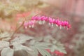 Heart shaped fuschia flowers. Dicentra spectabilis or broken heart Royalty Free Stock Photo