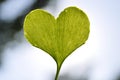 heart-shaped ginkgo leaf