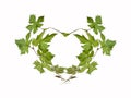 Heart shaped grapevine on white Royalty Free Stock Photo