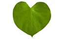 A heart shaped green leaf Royalty Free Stock Photo