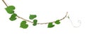 Heart-shaped green leaf climbing vine plant, Cowslip creeper twisted around dried twig isolated on white background, clipping pat Royalty Free Stock Photo