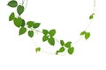 Heart-shaped green leaf climbling vines isolated on white background, clipping path included. Cowslip creeper the medicinal plant.