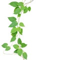 Heart shaped green leaf climbling vines isolated on white background, clipping path included. Cowslip creeper the medicinal