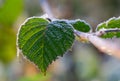 heart shaped green leaf covered with frost Royalty Free Stock Photo