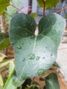 heart shaped green leaf covered in water droplets Royalty Free Stock Photo