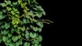 Heart shaped green leaf of jungle vines liana tropical rainforest plant bush growng in wild with hairy young leaves and tendrils Royalty Free Stock Photo