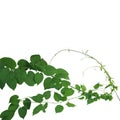 Heart shaped green leaf tropical climbing vines isolated on whit