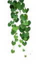 Heart shaped green leaf vines of Gaping Dutchman`s Pipe Aristol