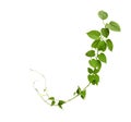 Heart shaped green leaf vines isolated on white background, clip Royalty Free Stock Photo