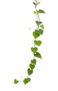 Heart shaped green leaf vines isolated on white background, clip Royalty Free Stock Photo