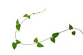 Heart shaped green leaf vines isolated on white background, clip Royalty Free Stock Photo