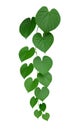 Heart shaped green leaf vines isolated on white background, path Royalty Free Stock Photo