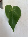 Heart shaped green leaf on white plaster wall