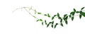 Heart-shaped green leaf wild climbing vine liana plant isolated