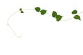 Heart shaped green leaves climbing vine isolated on white background, clipping path included. Cowslip creeper, medicinal plant. Royalty Free Stock Photo