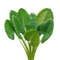 Heart shaped green leaves of Elephant Ear or Giant Taro Alocasia macrorrhizos, tropical rainforest plant bush isolated on white