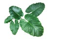 Heart shaped green leaves of Elephant Ear or Giant Taro Alocasia species, tropical rainforest foliage garden plant isolated on Royalty Free Stock Photo