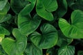 Heart shaped green leaves of Homalomena plant growing in wild, tropical leaf nature pattern on dark background